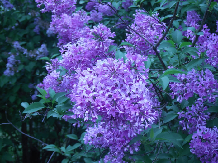lilacs