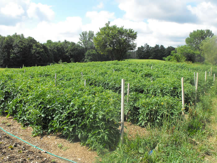 The fields, lush and verdant, perked up by recent rains