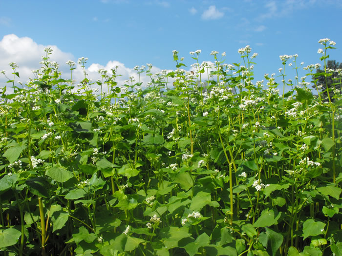 The Field of Buckwheat